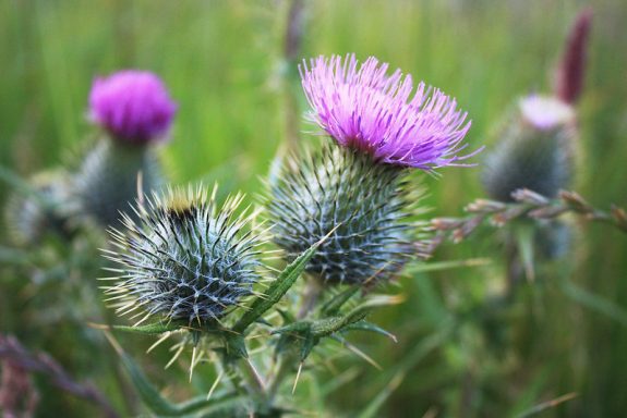 thistles with flower on top